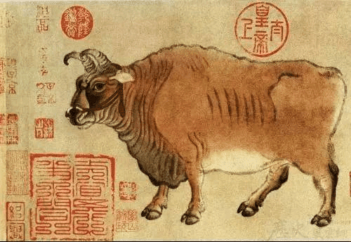 ox cow cattle